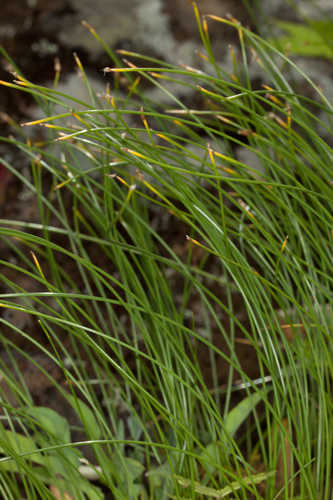 Trichophorum cespitosum #2